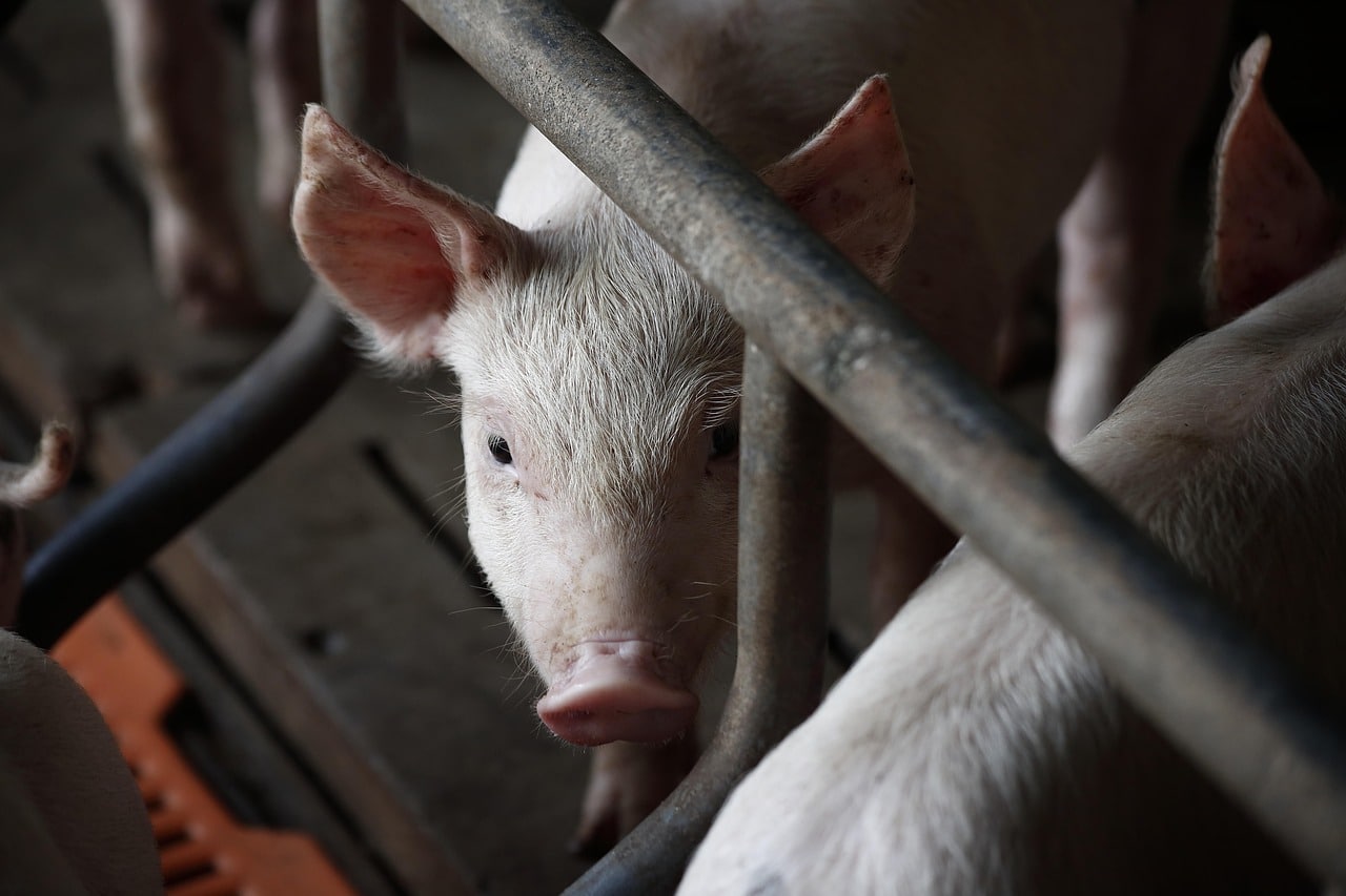 pig-3750943_1280