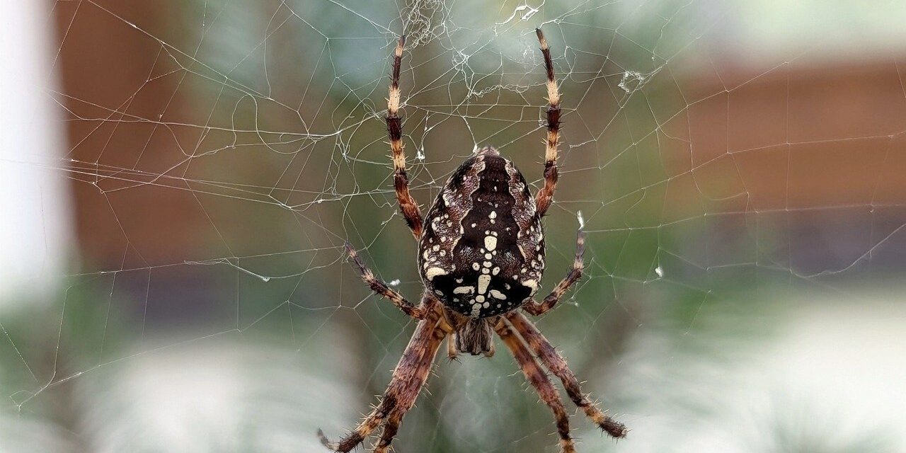 spider-9774208_1280