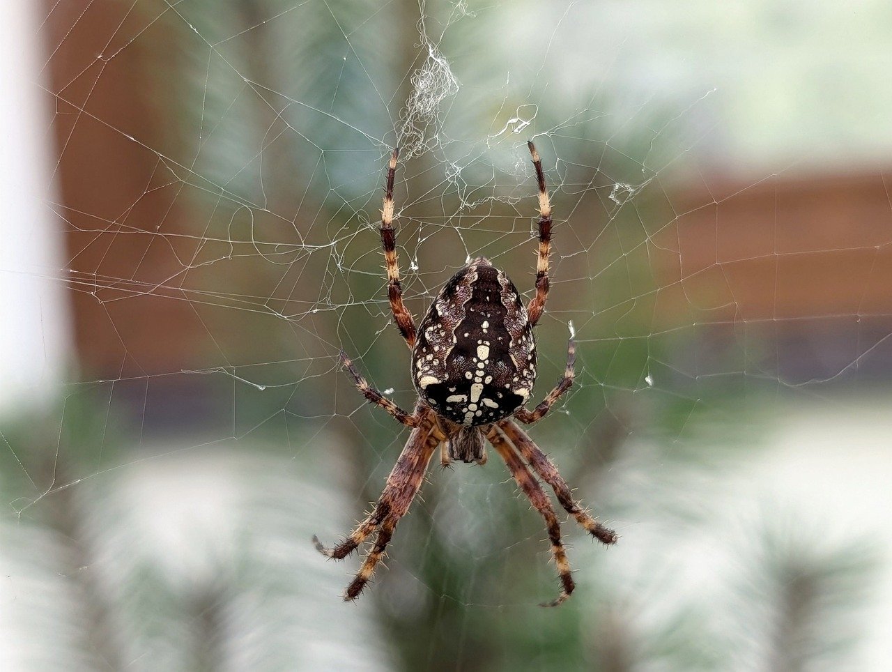 spider-9774208_1280