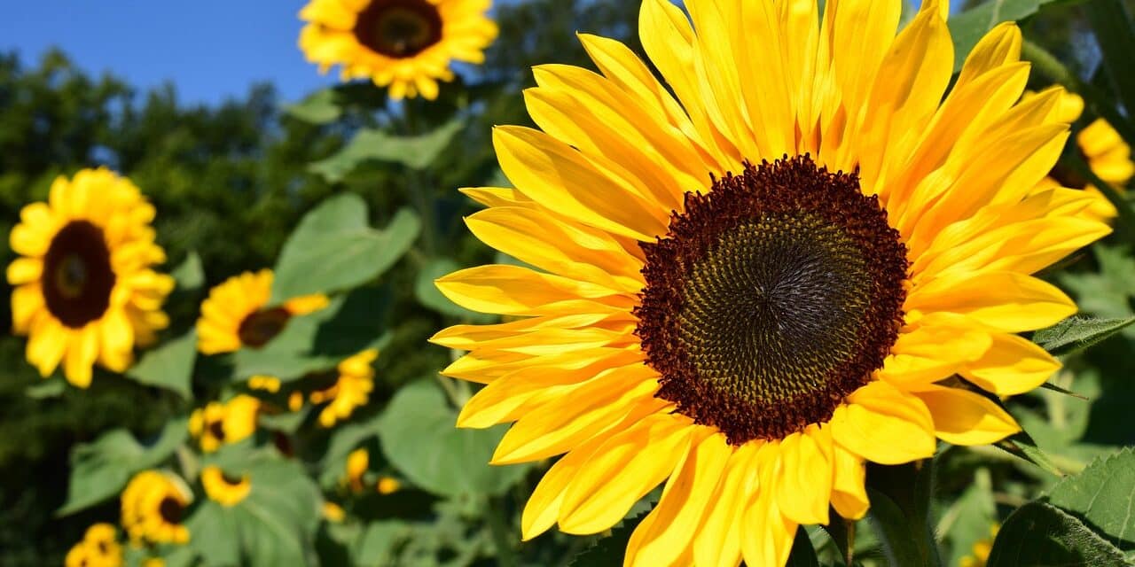 sunflower-1627193_1280