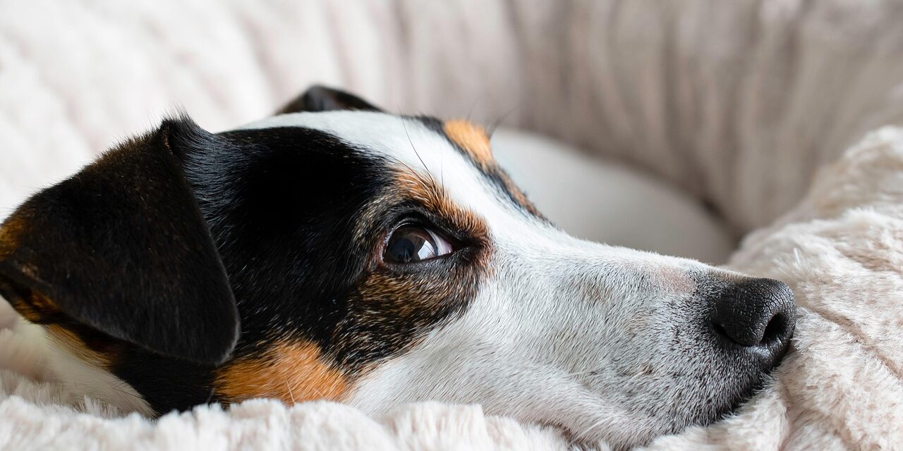 pas dog
