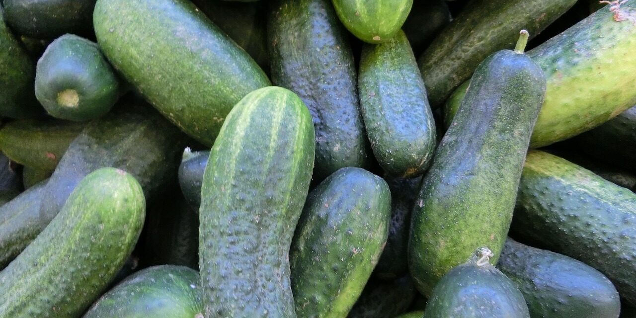 cucumbers-379882_1280