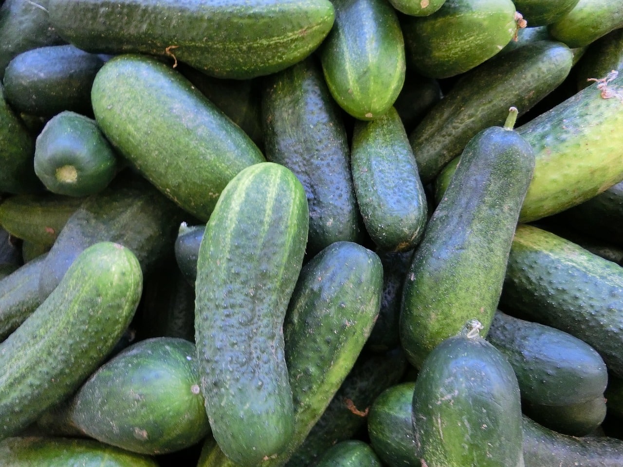 cucumbers-379882_1280