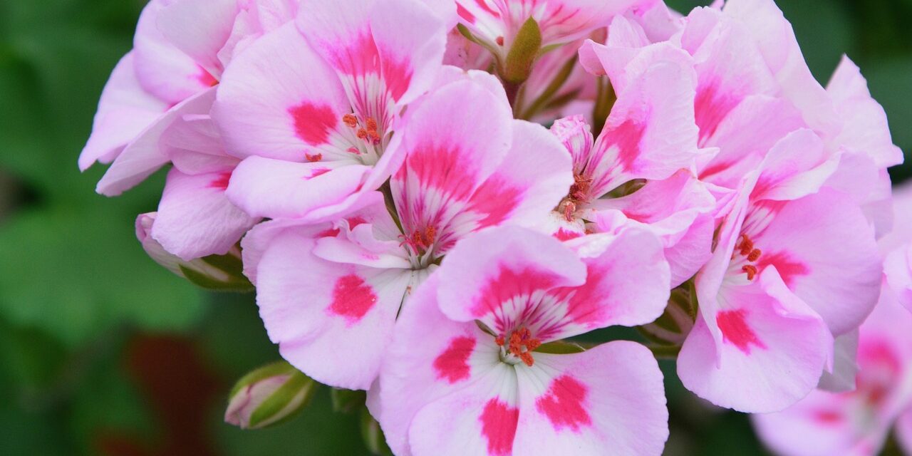 flower-3595825_1280