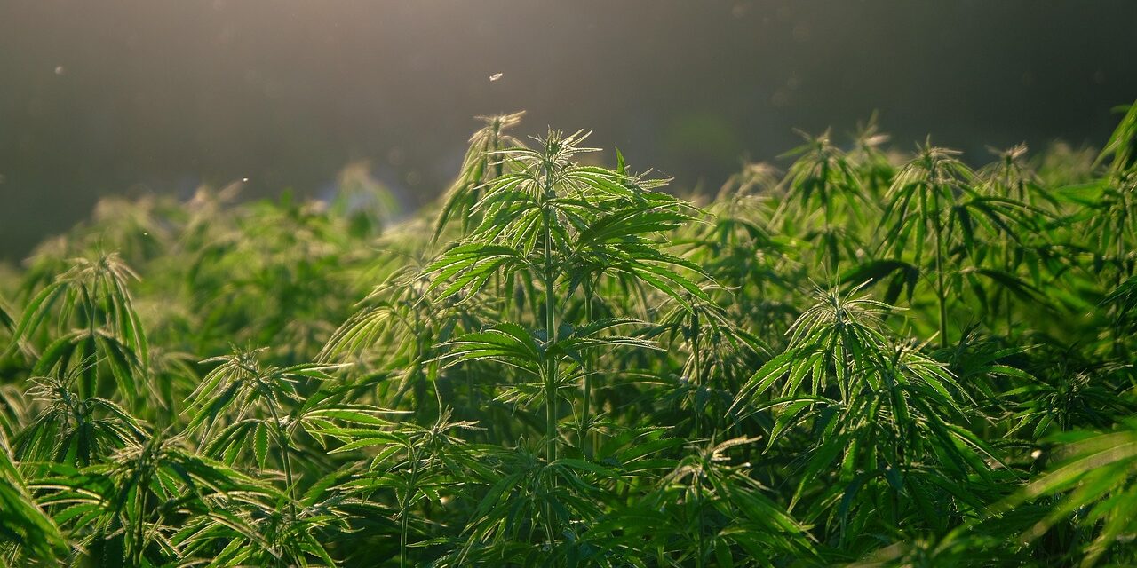 hemp-5675705_1280