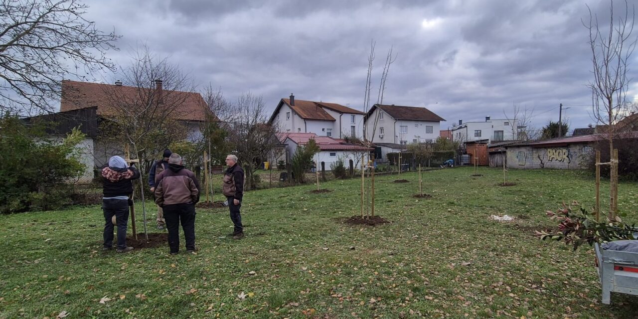 Posadena-nova-stabla1