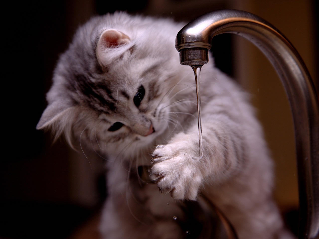 cat-5966014_1280