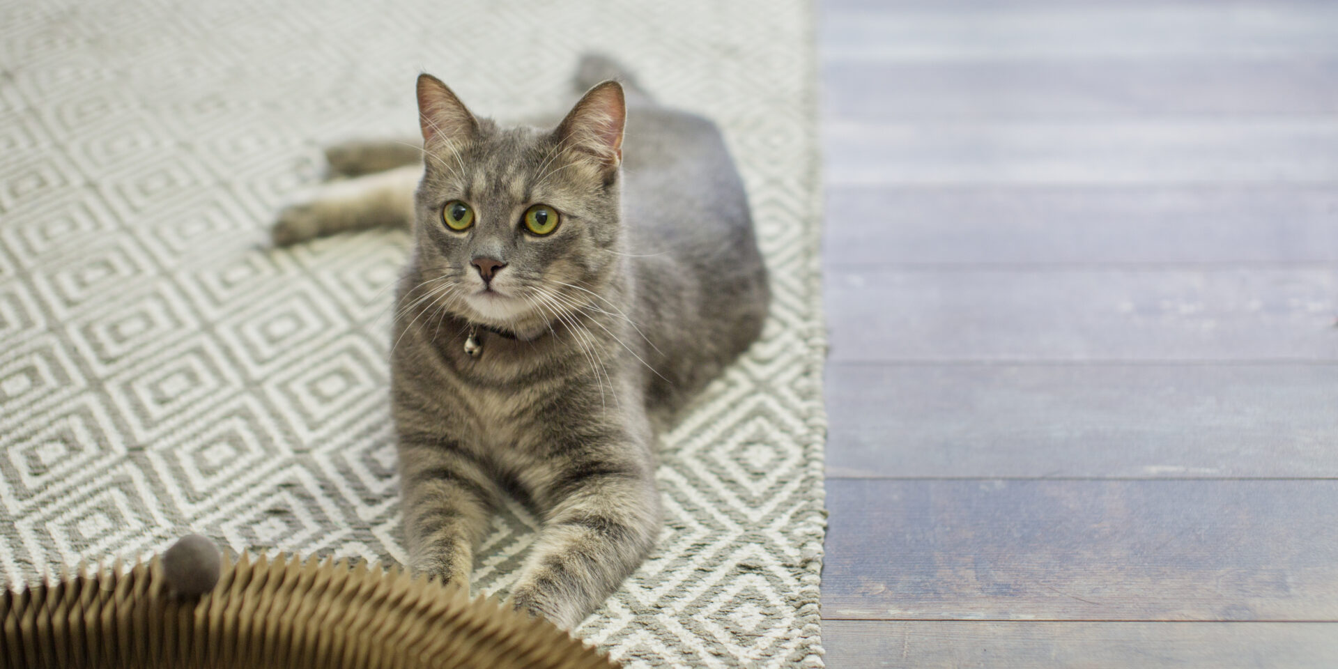 mačka cat