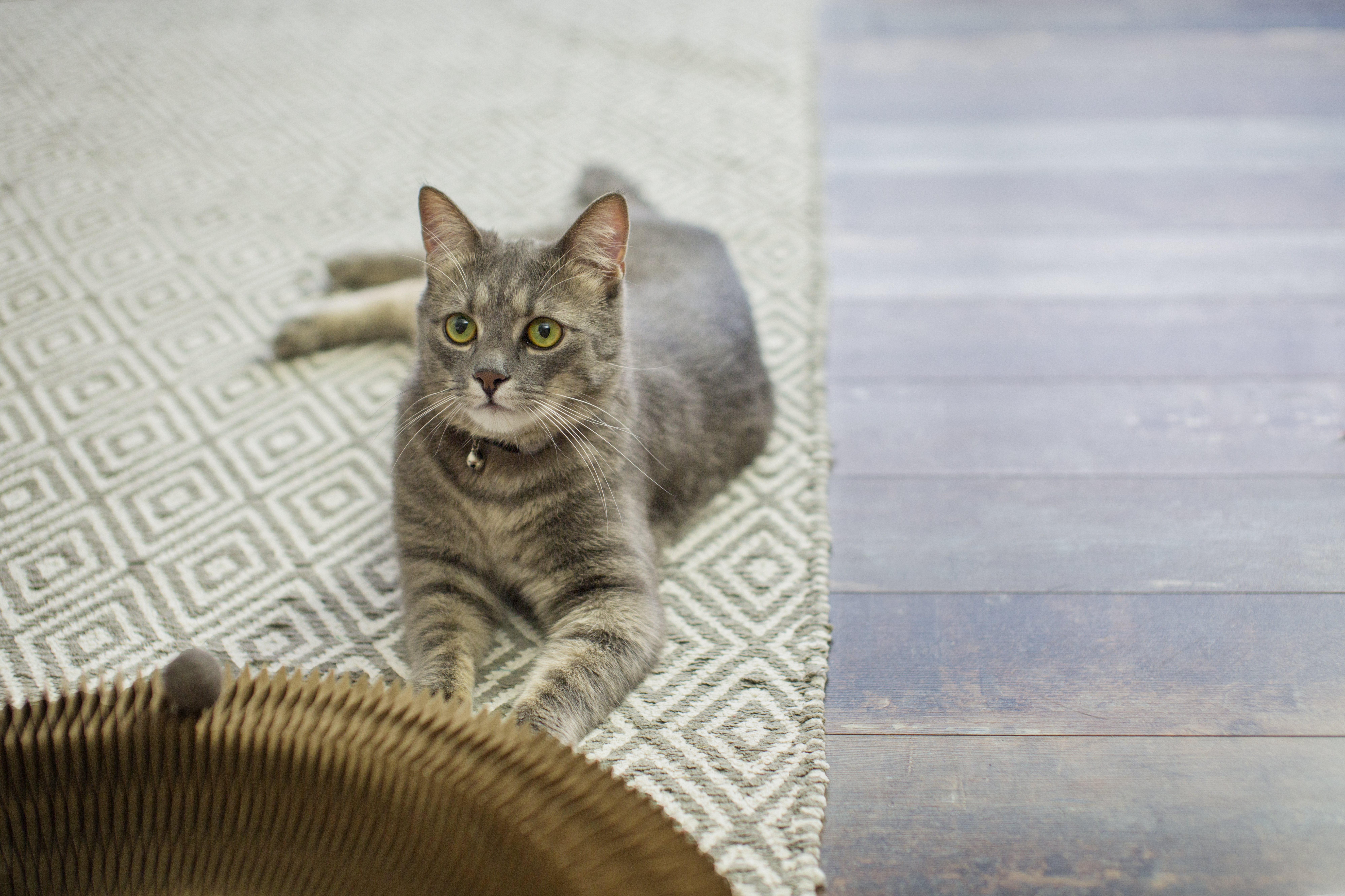 mačka cat