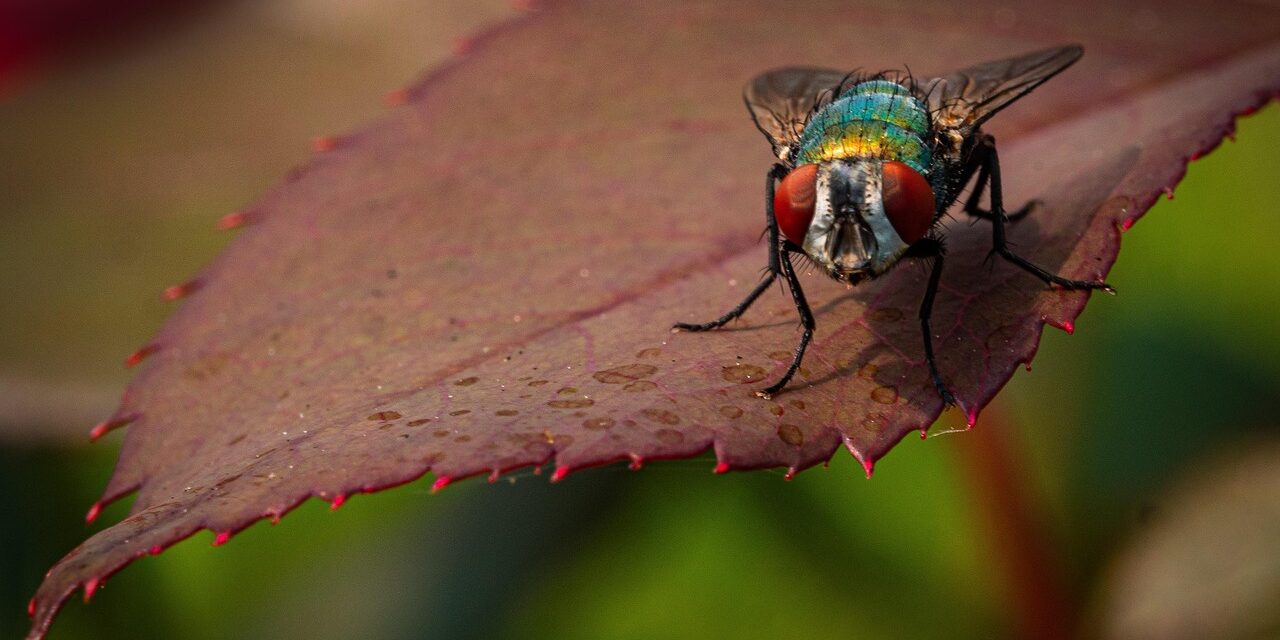 fly-6481669_1280