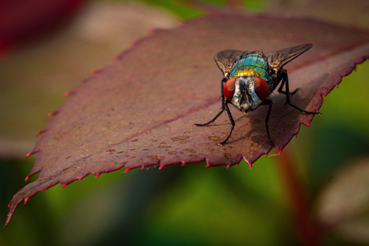 fly-6481669_1280