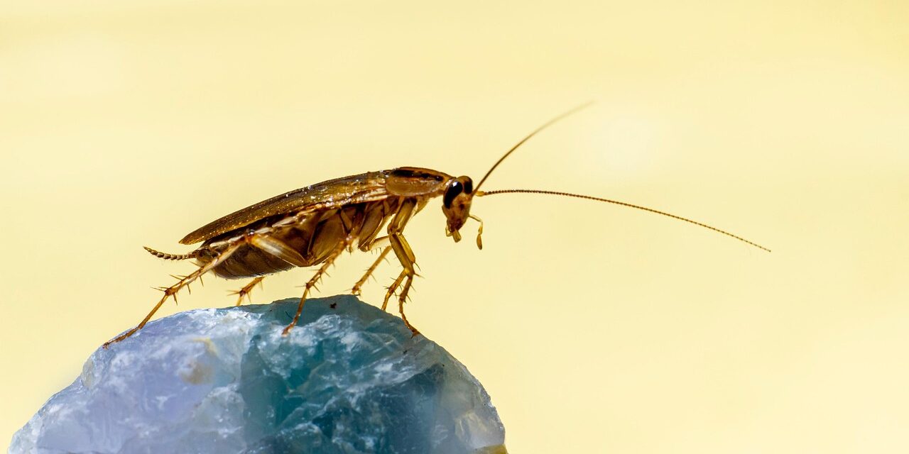 german-cockroach-6982350_1280