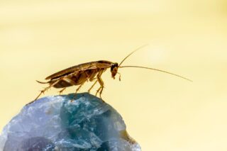 Žohari nose više od neugode: Oni potajno truju zrak u vašem domu | 01Portal