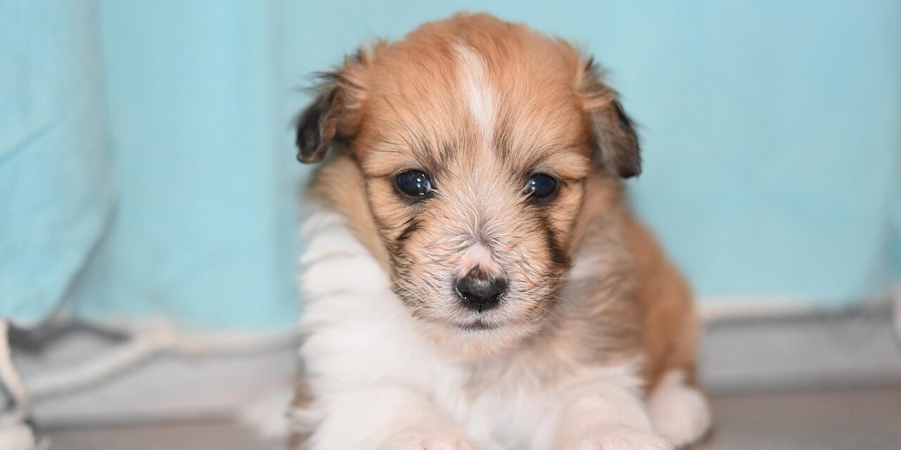 puppy-4062000_1280