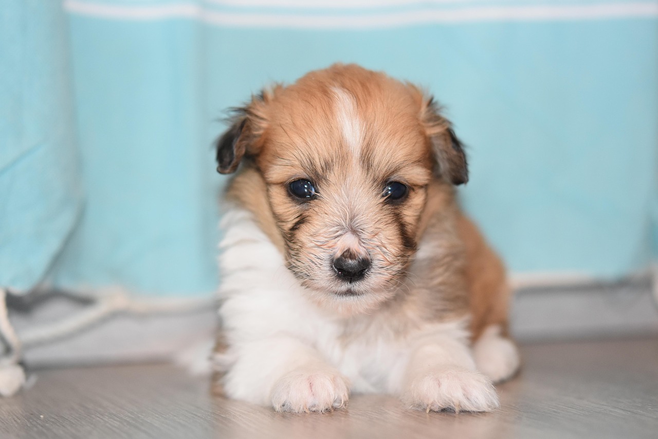 puppy-4062000_1280