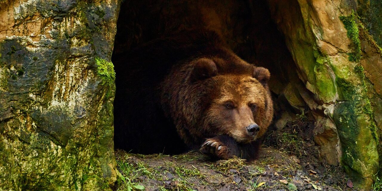 bear-6735307_1280