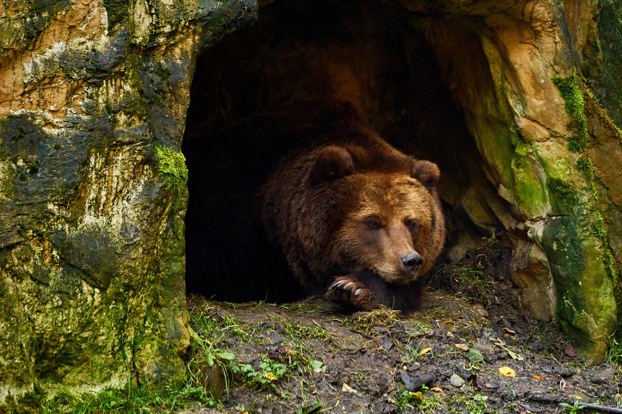 bear-6735307_1280