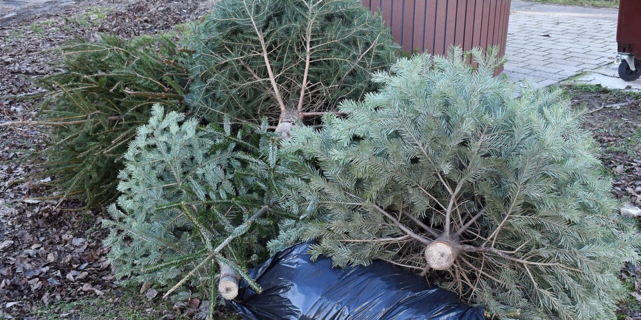 Sisak: Odbačena božićna drvca čekaju da ih odvezu gradski komunalci