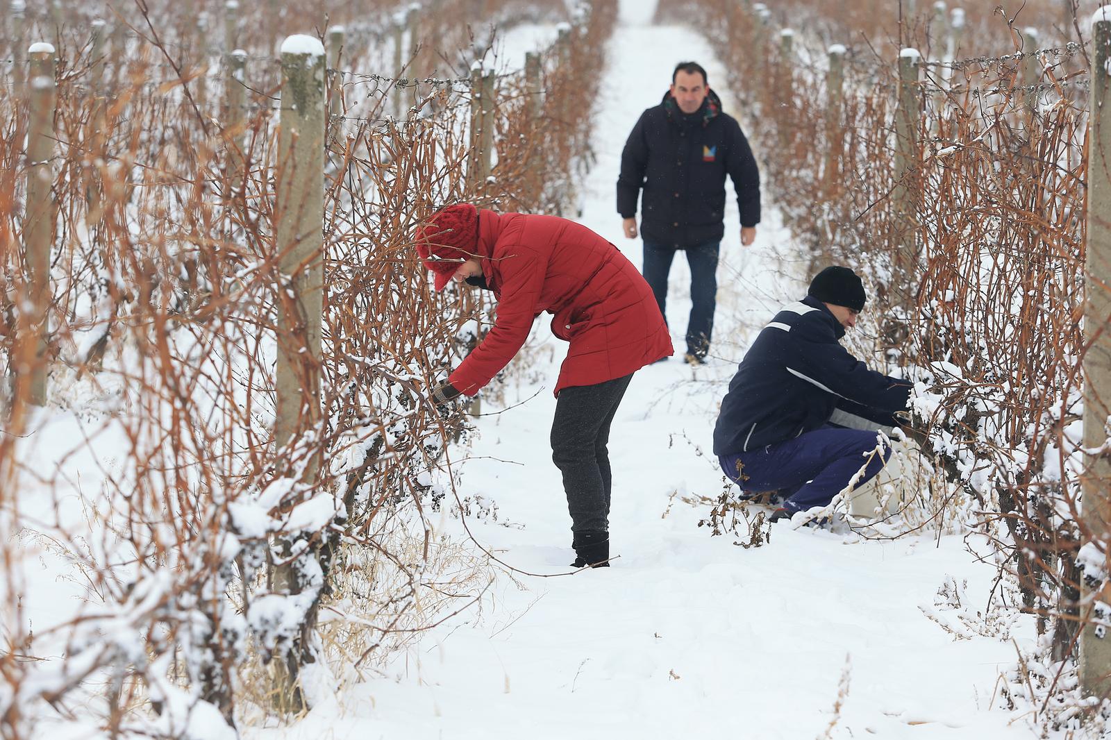 Ilok: Ledena berba u vinogradu obitelji Papak odra?ena na -7 Celzijevih stupnjeva