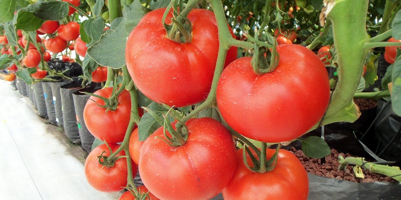tomatoes-936520_1280