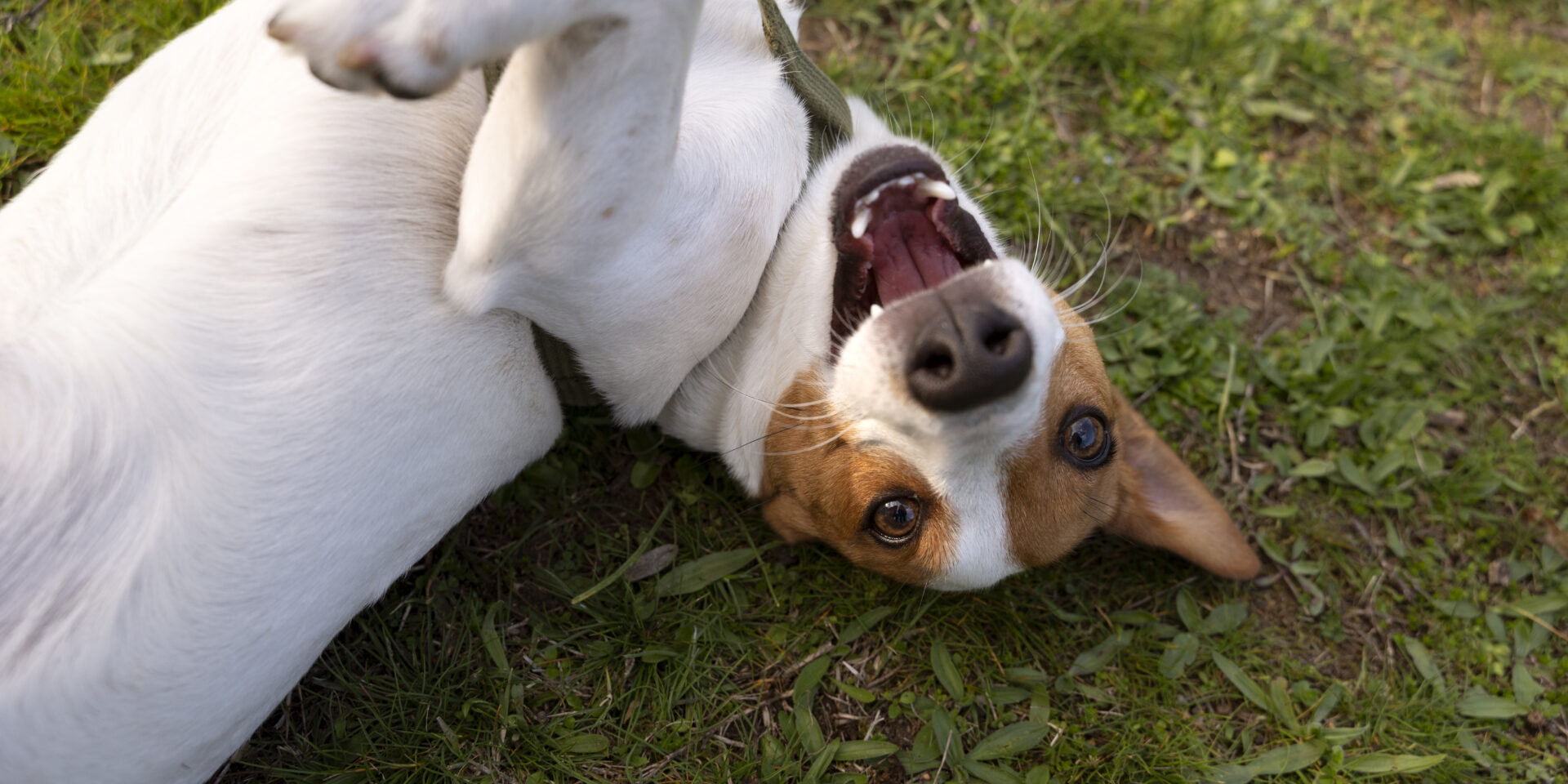 pas dog