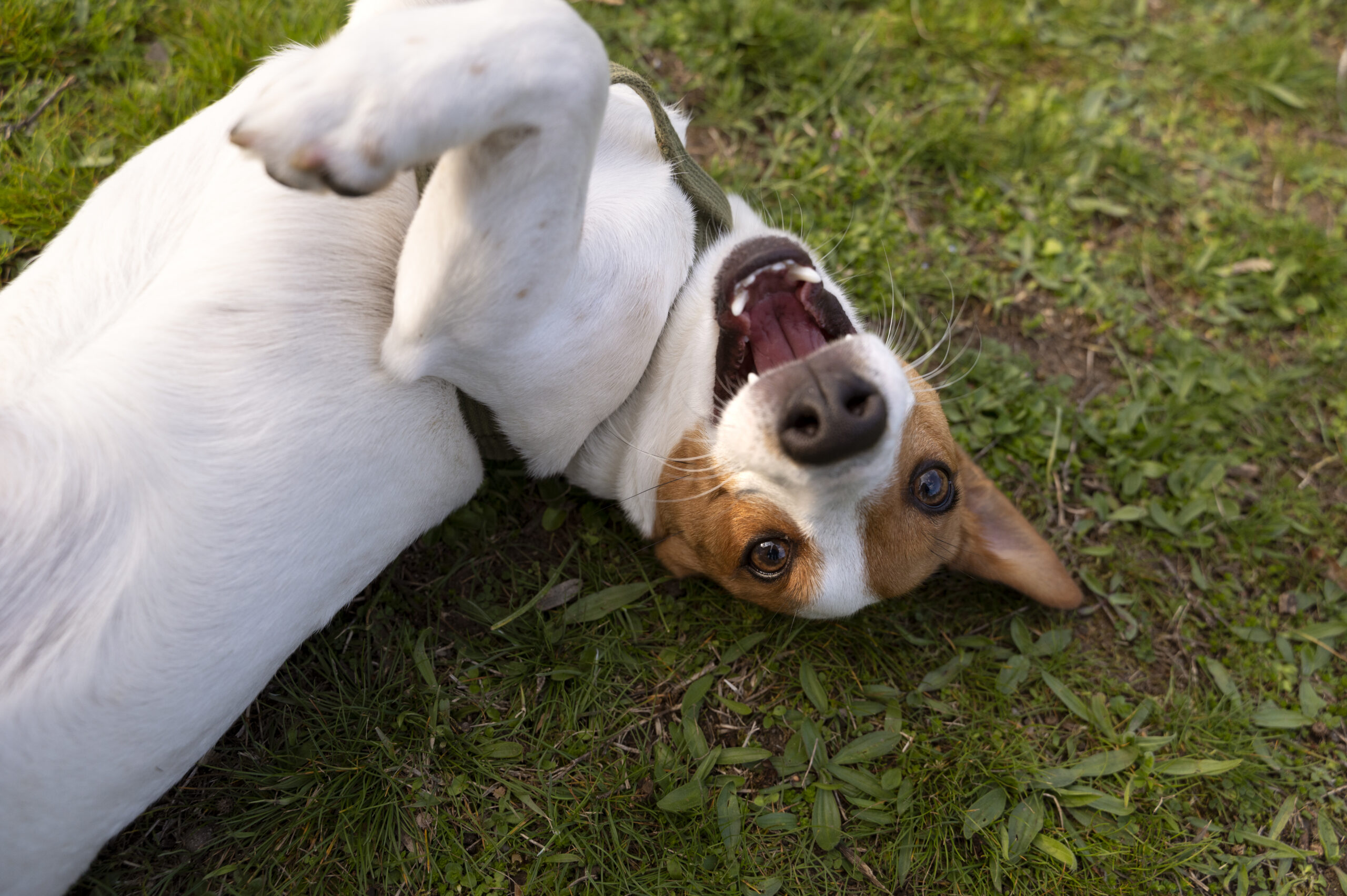 pas dog