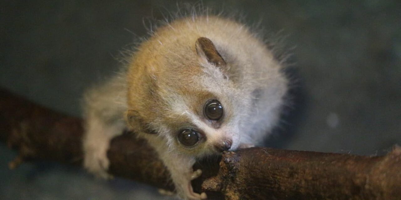 Mladunce-patuljastih-sporih-lorisa