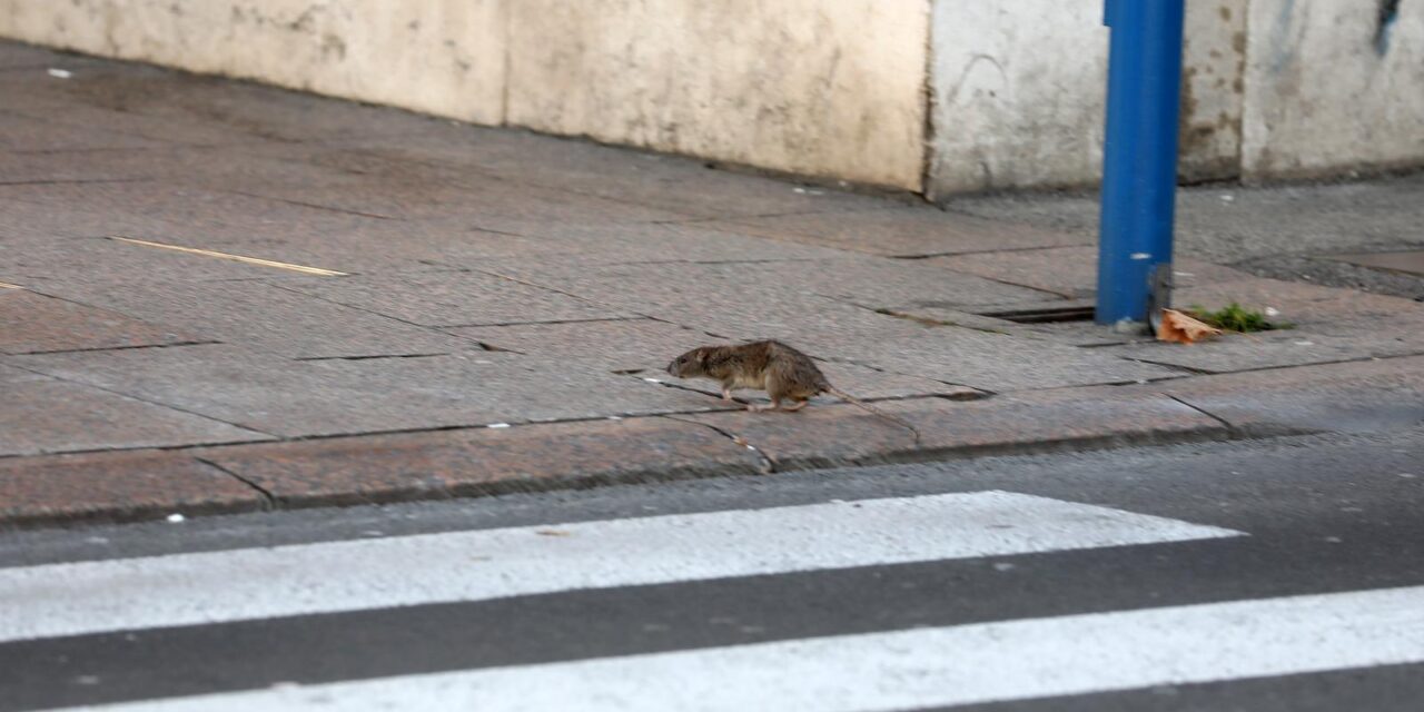 Štakor u centru Rijeke preplašio prolaznice