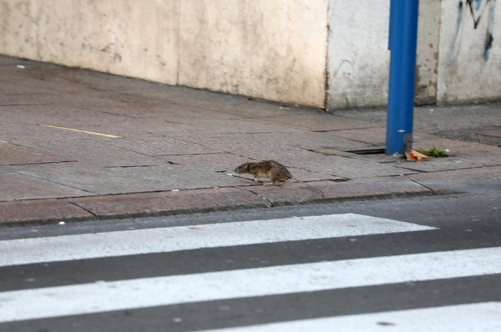Štakor u centru Rijeke preplašio prolaznice