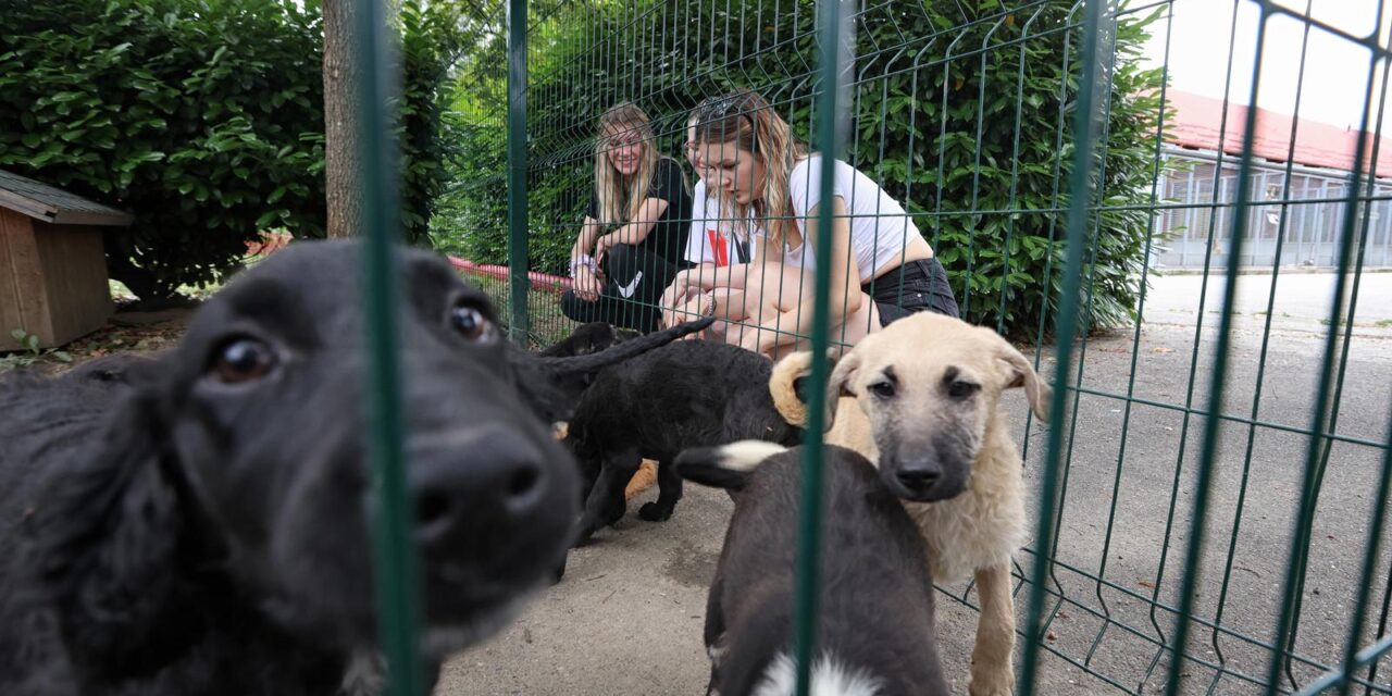 Zagreb: U Dumovcu održano Večernje udomljavanje pasa i mačaka