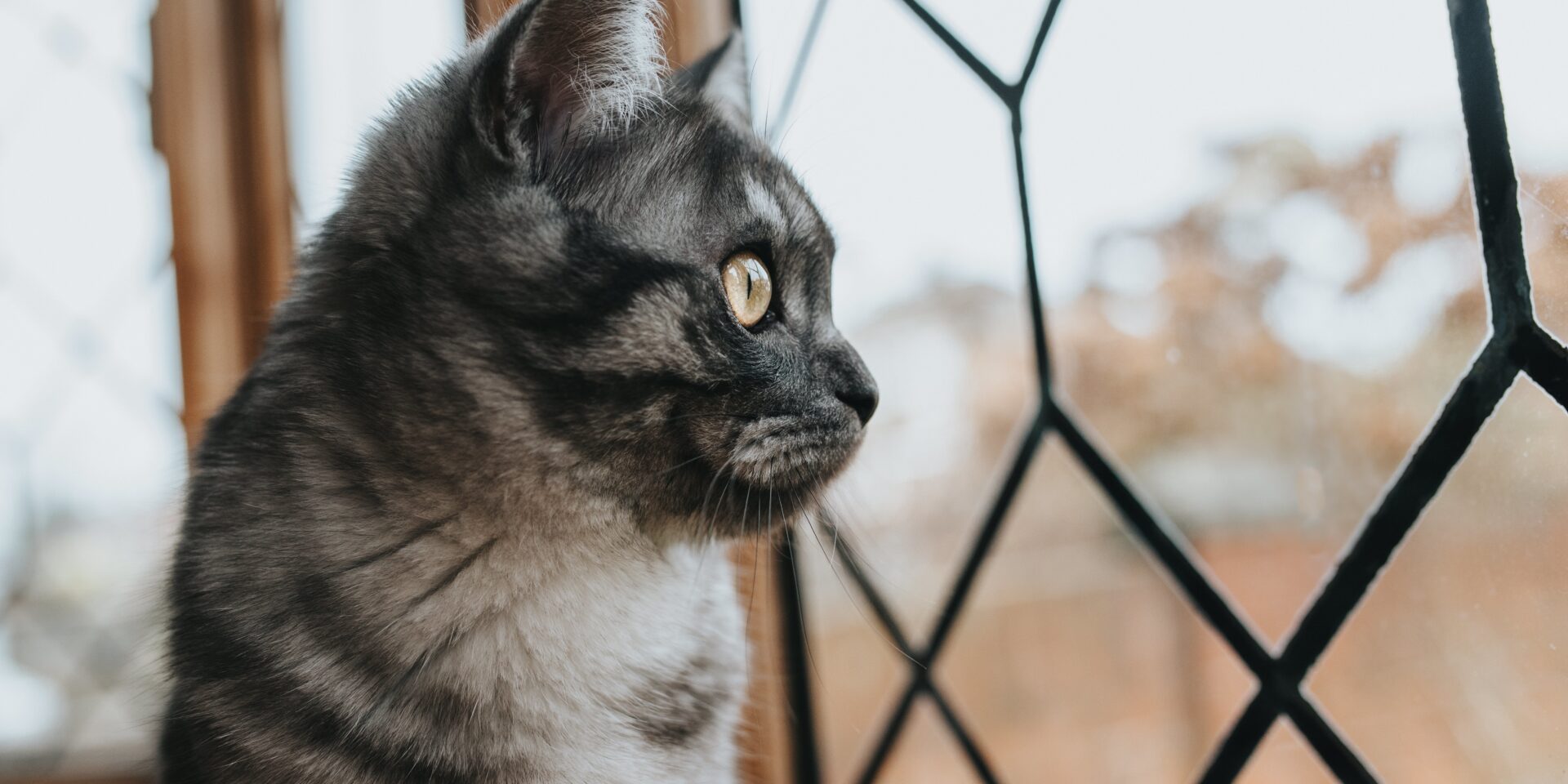 mačka cat