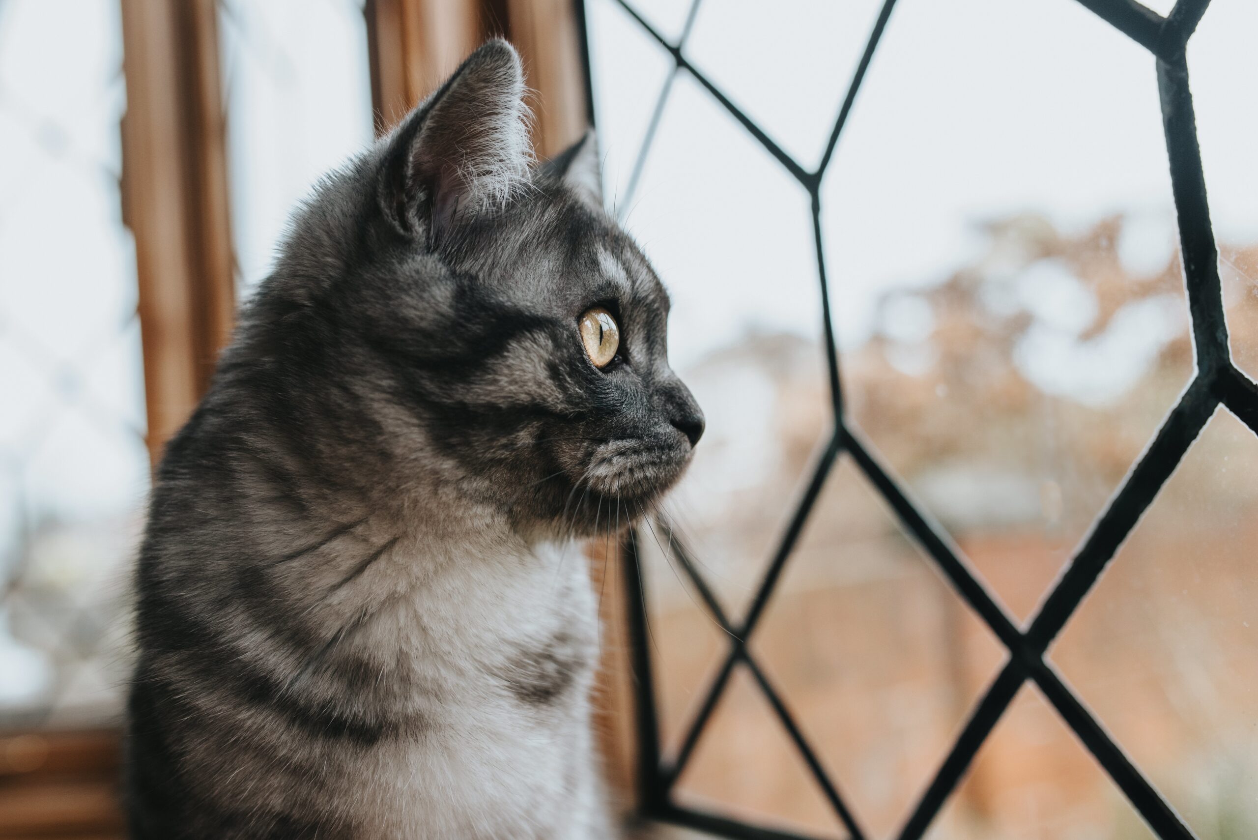 mačka cat