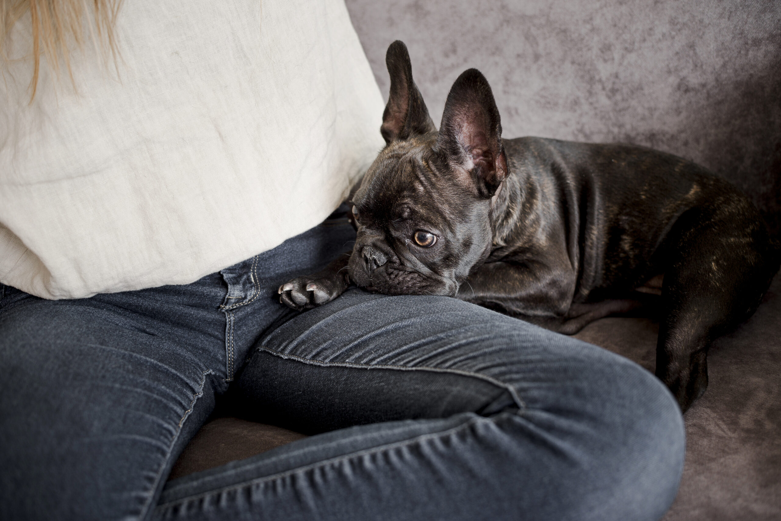 pas dog