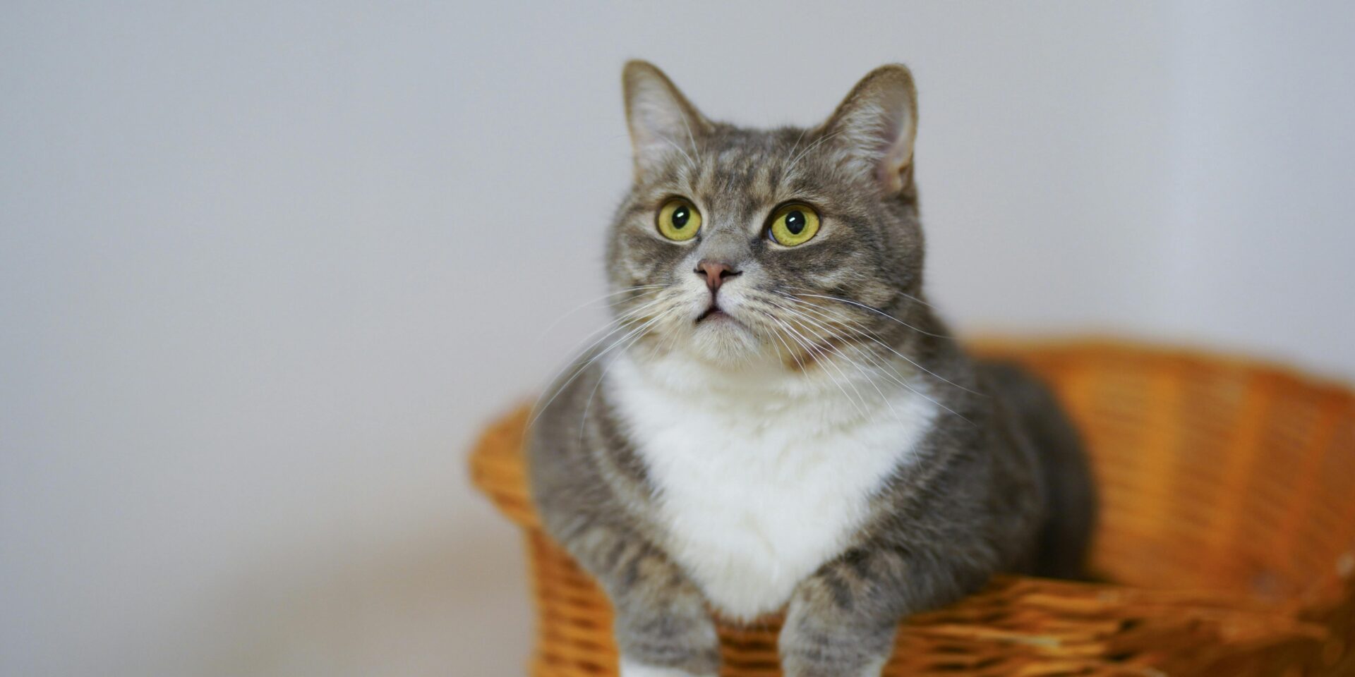 pexels-catscoming-1543793