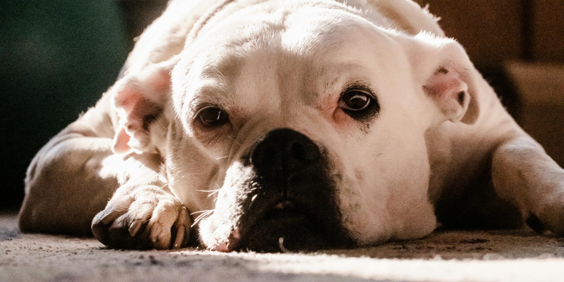 pexels-kelly-14331272