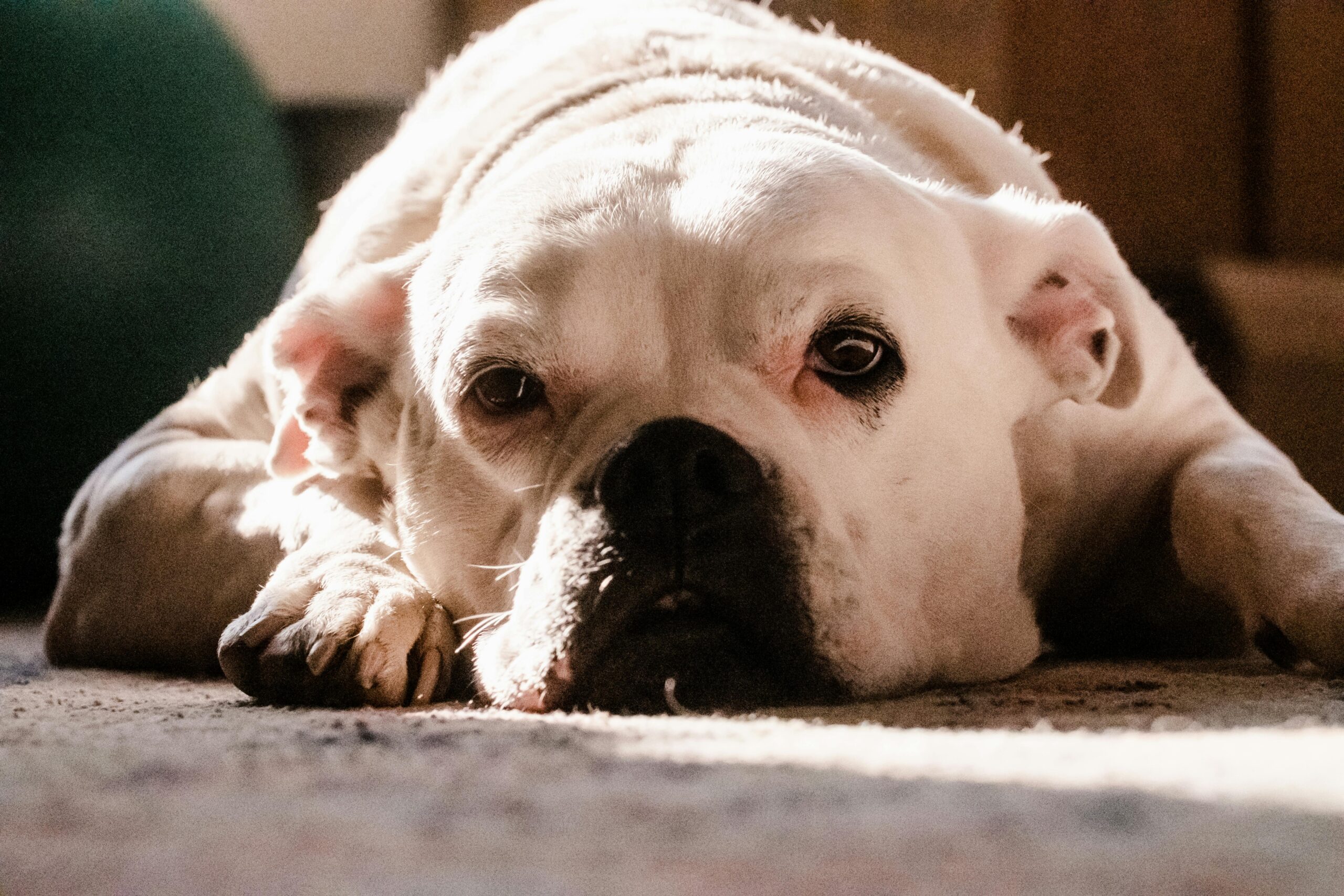 pexels-kelly-14331272