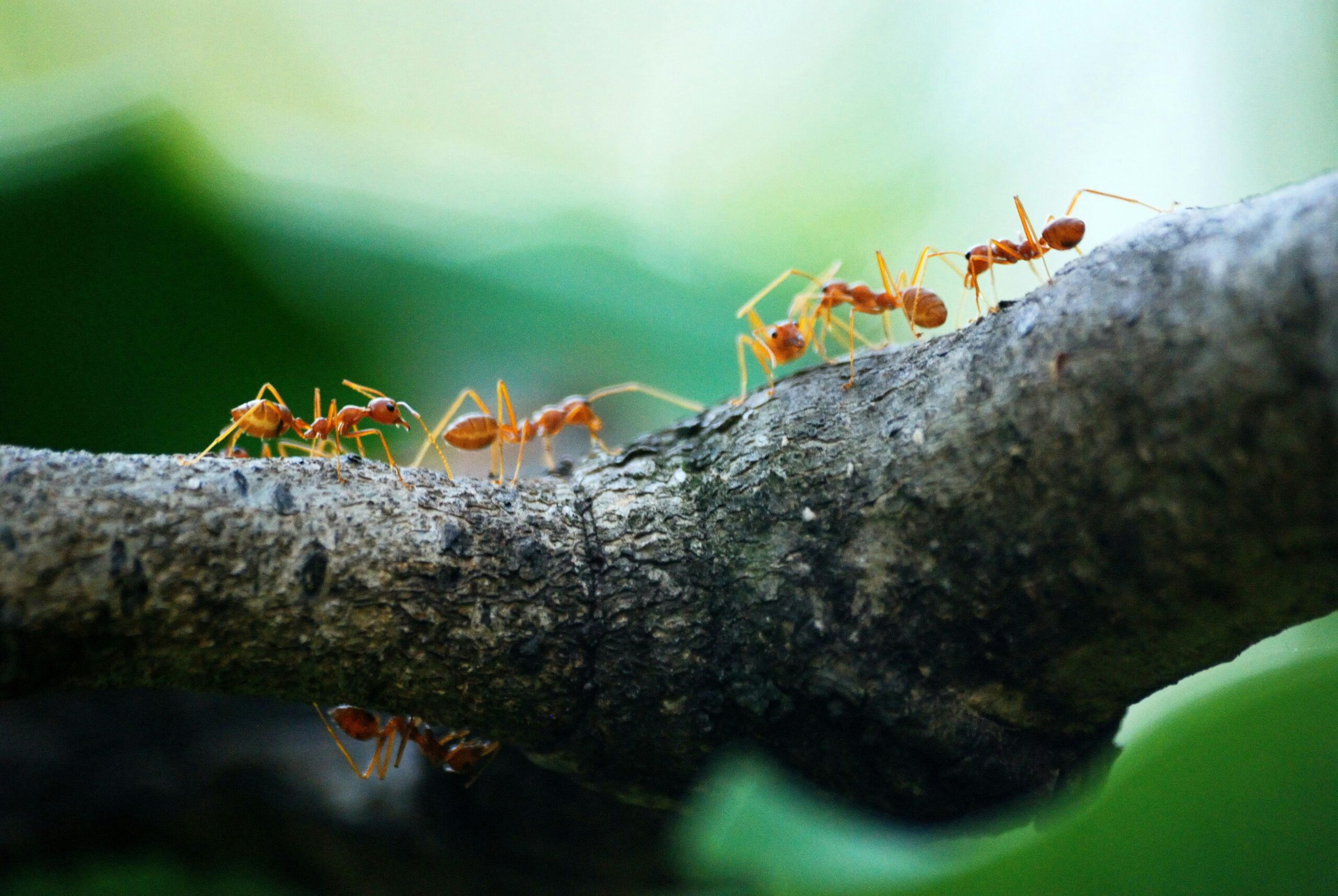 pexels-poranimm-athithawatthee-284222-842401