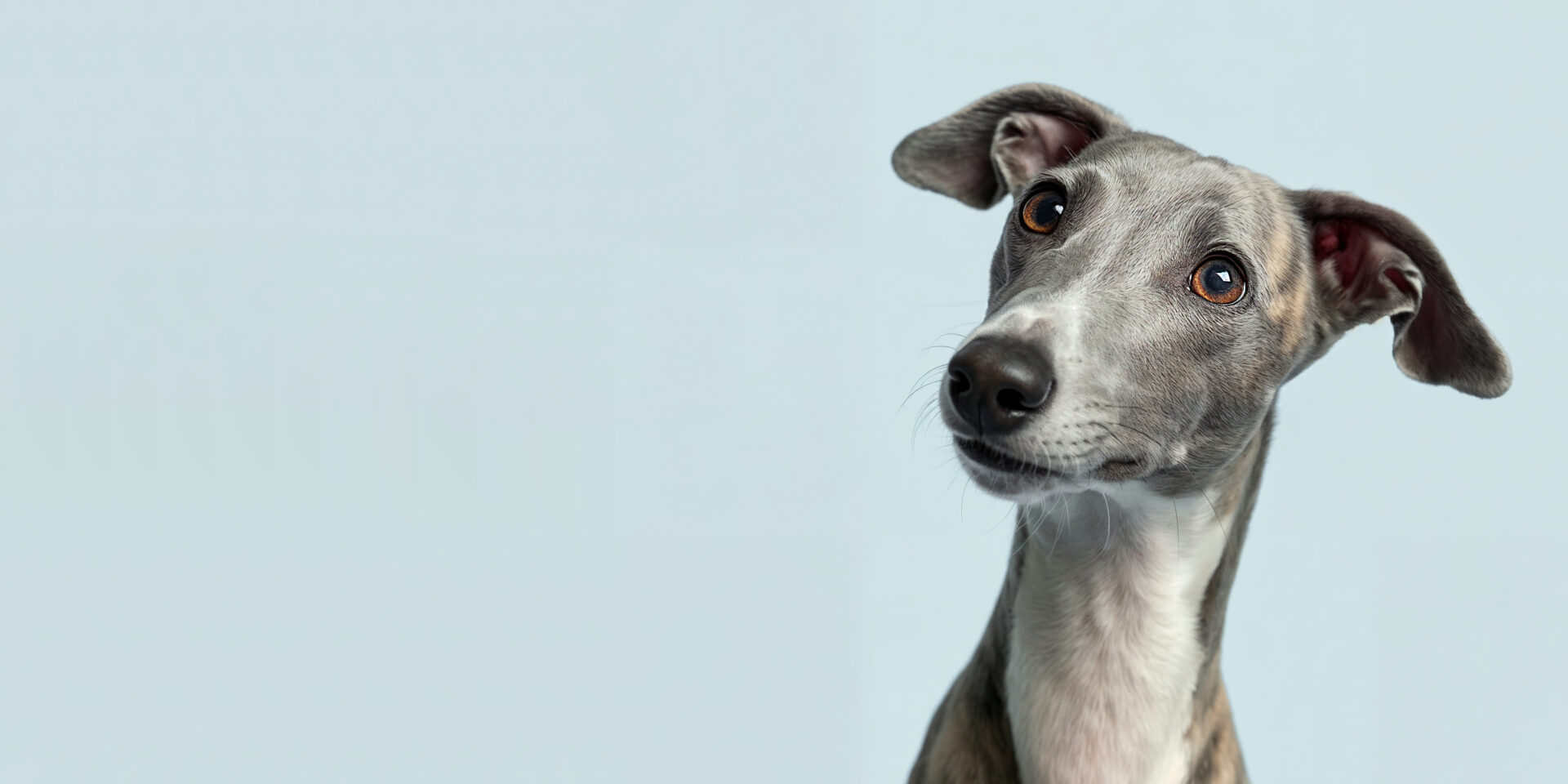whippet-dog-looking-upwards