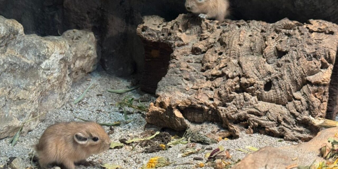 Maleni-gundiji-1440×1080