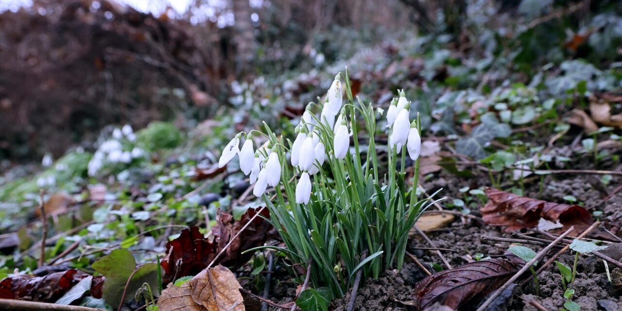 Zagreb: Visibabe osvojile južne padine Gornjeg grada