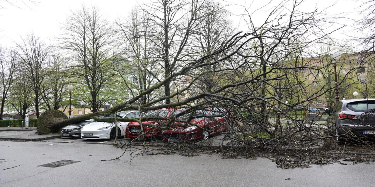 Zagreb: Olujni vjetar iščupao stablo u Ulici Bartola Kašića koje je palo na parkirane automobile