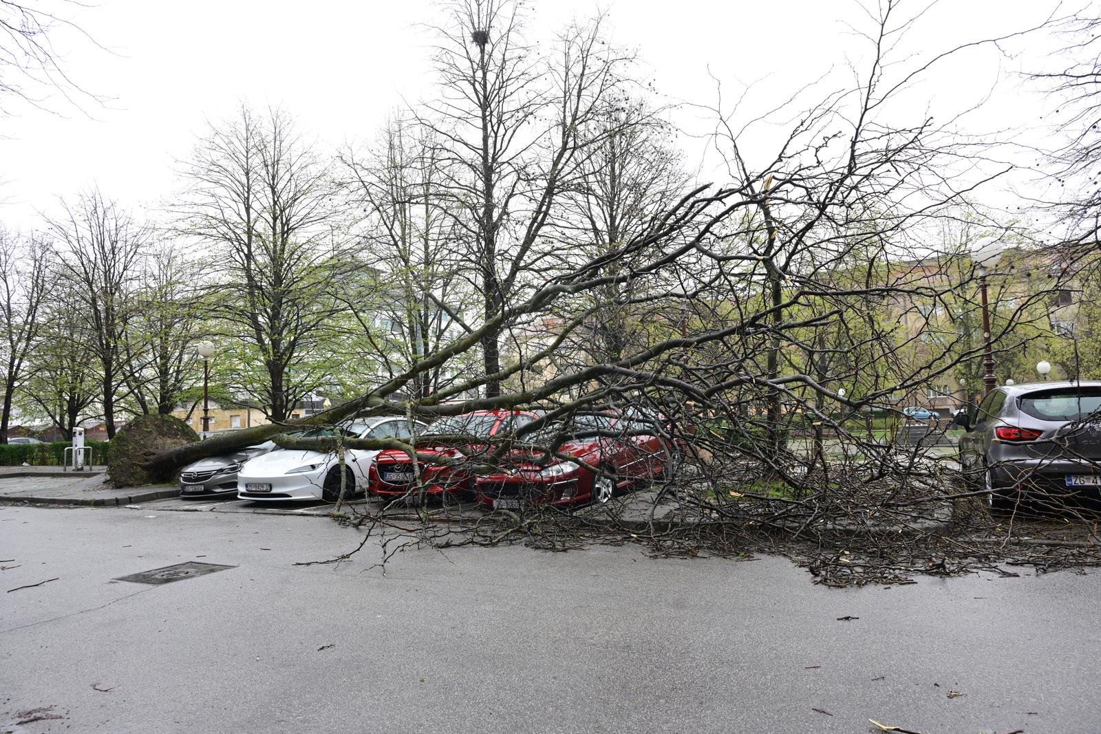 Zagreb: Olujni vjetar iščupao stablo u Ulici Bartola Kašića koje je palo na parkirane automobile