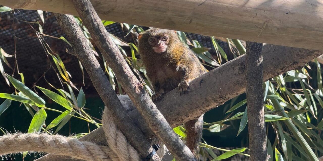 Patuljasti-marmozet-3-1440×1080