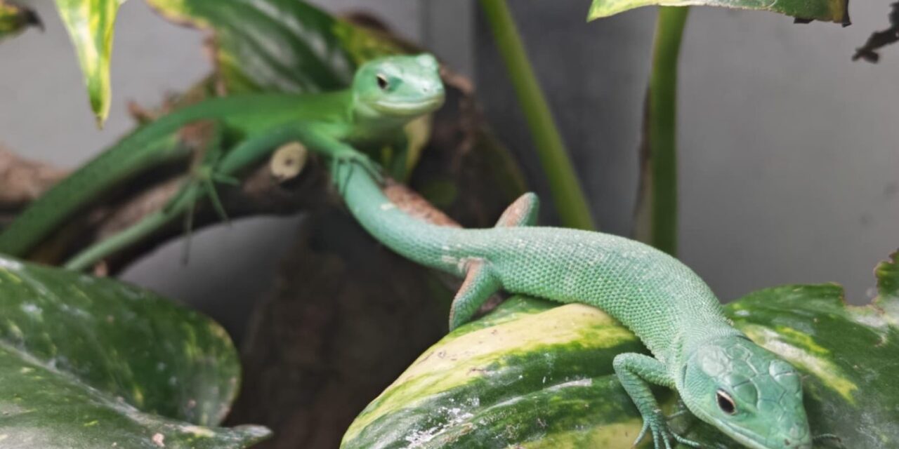 Zelenotrbi-gusteri-1349×1080