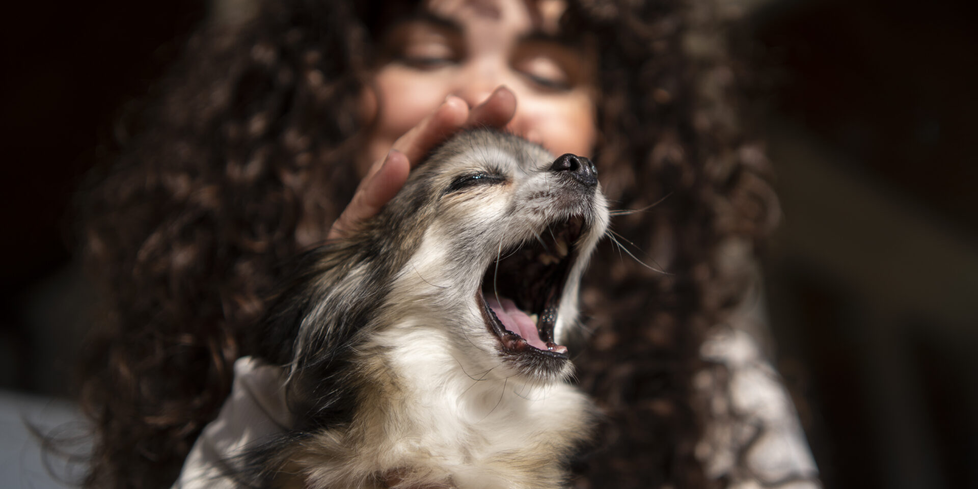 front-view-owner-with-cute-chihuahua-dog