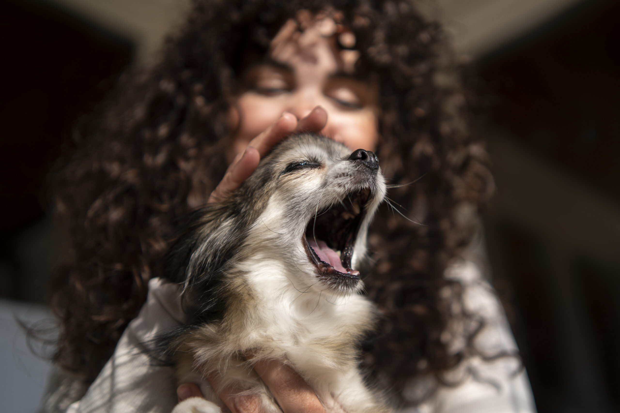 front-view-owner-with-cute-chihuahua-dog