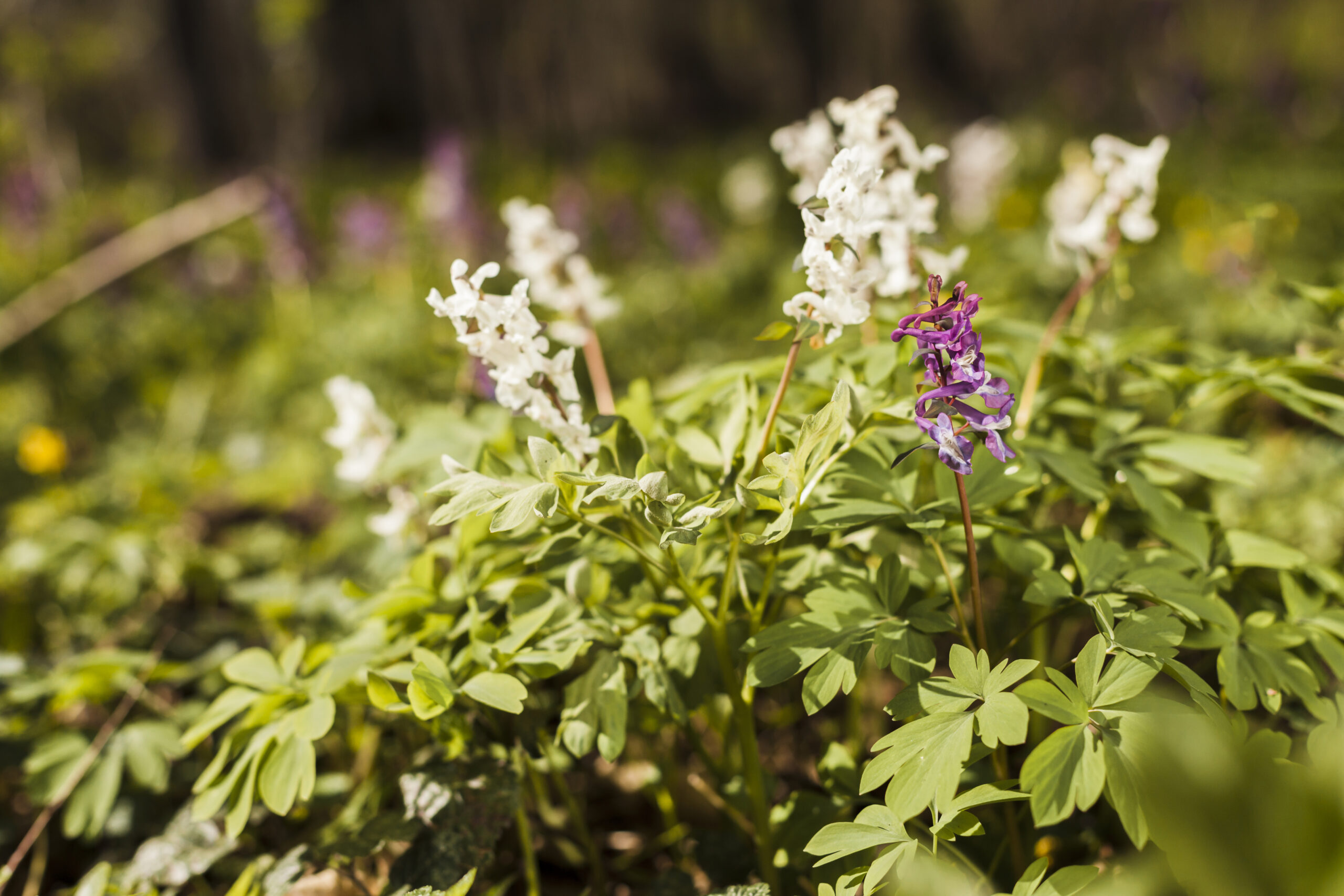 outdoor-flowers