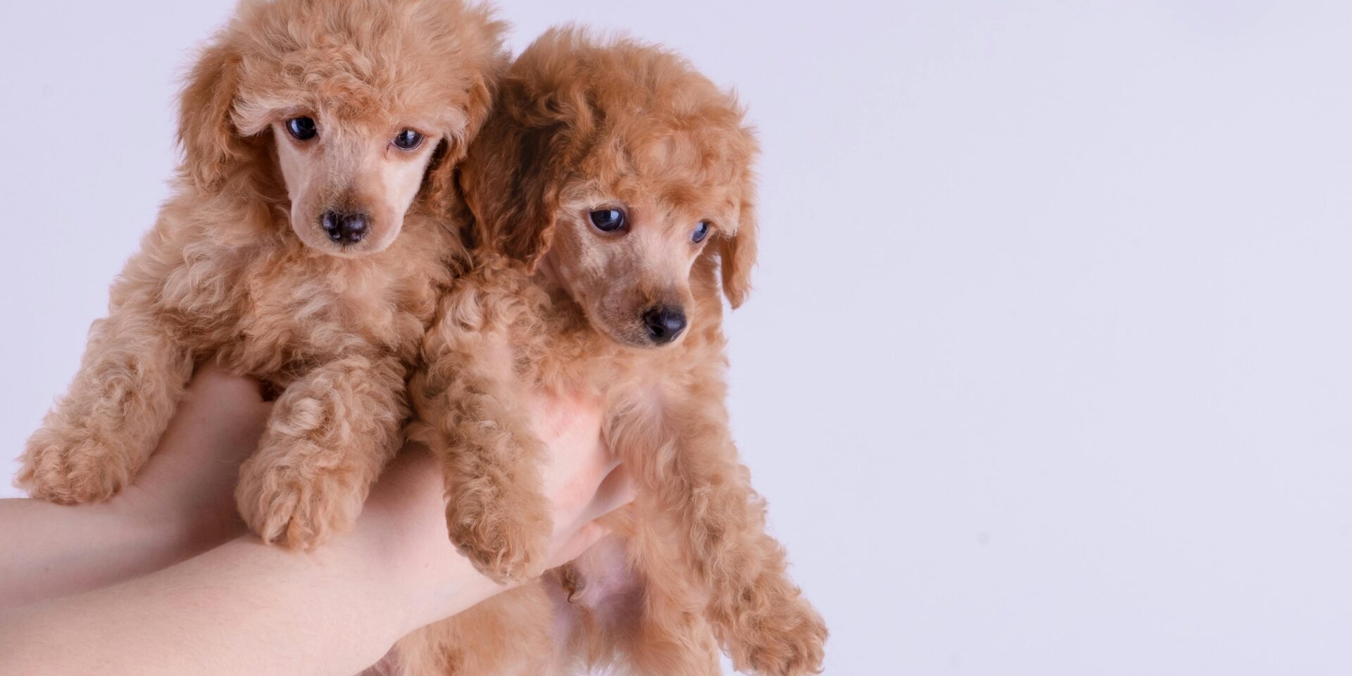 pexels-aaa333-7572809