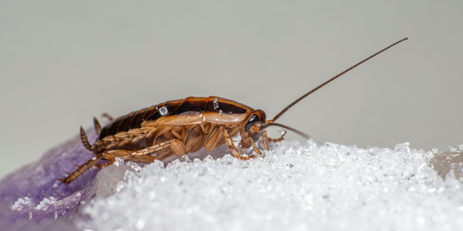 pexels-erik-karits-2093459-27033323