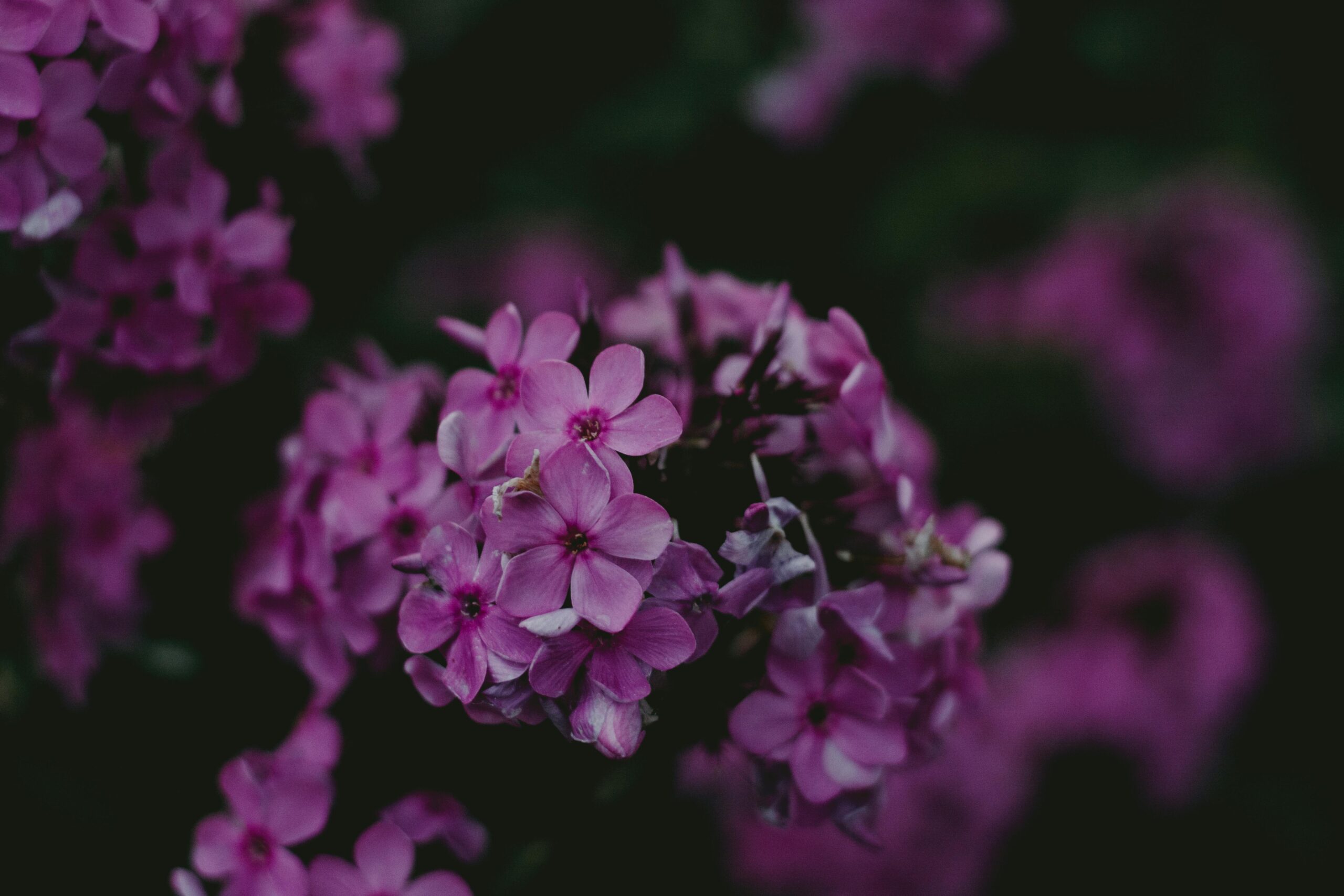 pexels-iriser-1245437